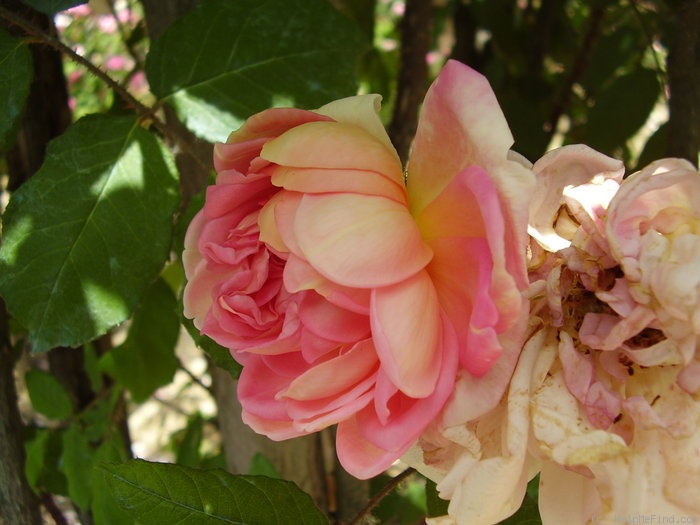 'Robert Léopold' rose photo