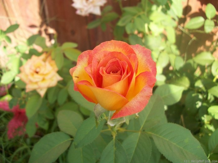'Gold Medal' rose photo
