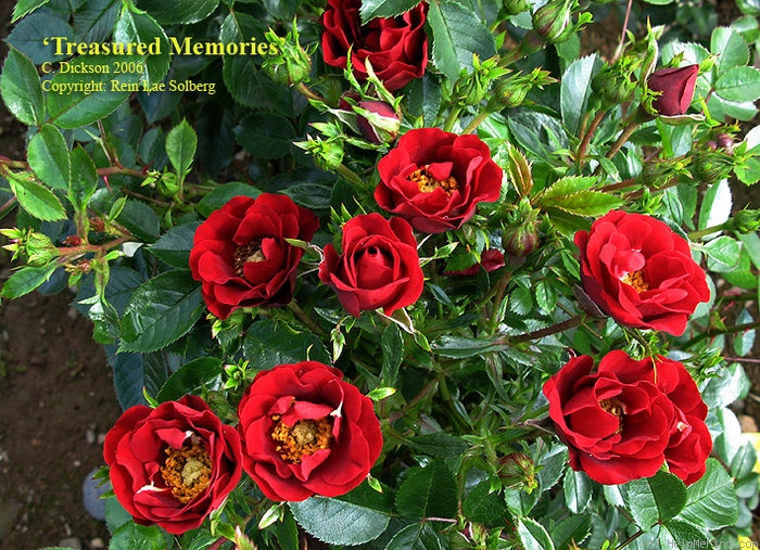 'Treasured Memories (floribunda, Dickson, 2006)' rose photo