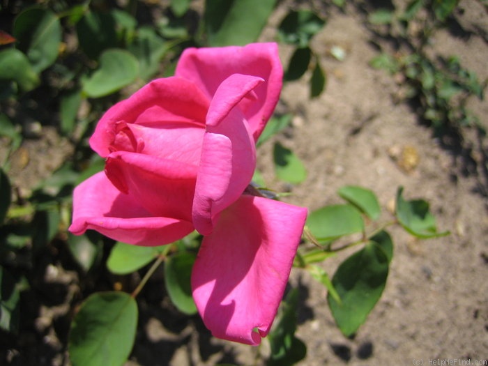 'Mrs. W. J. Grant' rose photo
