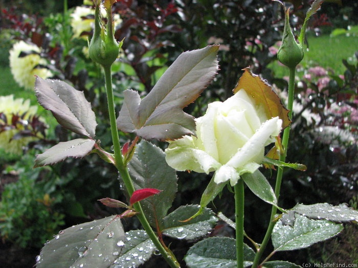 'Pope John Paul II ™ (Hybrid Tea, Zary, 2006)' rose photo