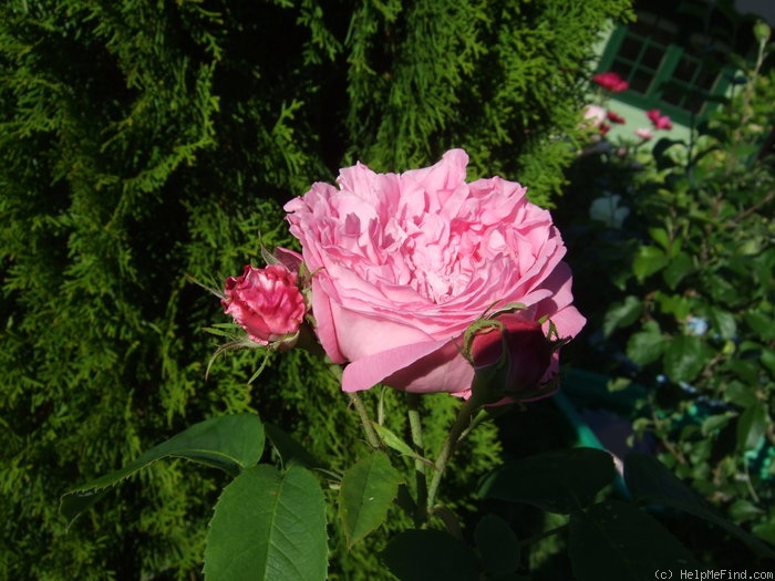 'Coupe d'Hébé (cl. bourbon, Laffay, 1840)' rose photo