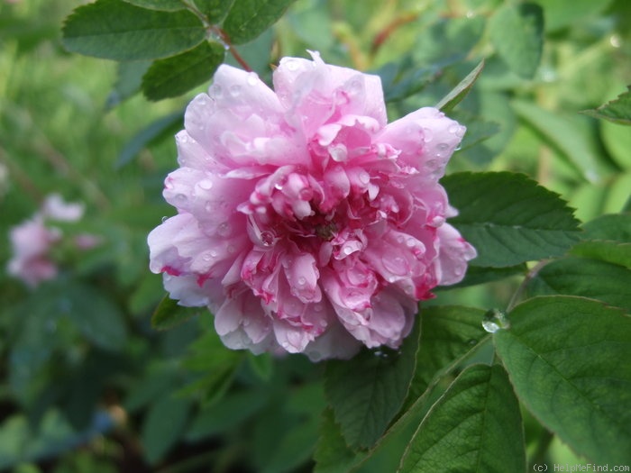 'Rosa majalis plena' rose photo