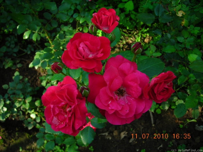 'Rote Woge ®' rose photo