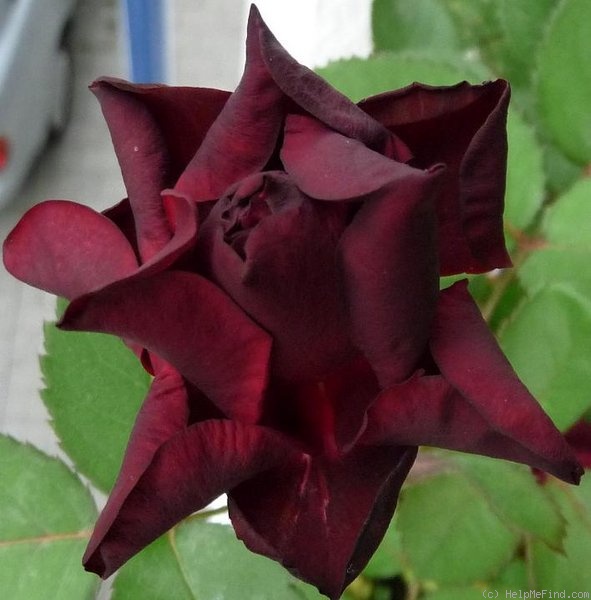 'Burgundy velvet' rose photo