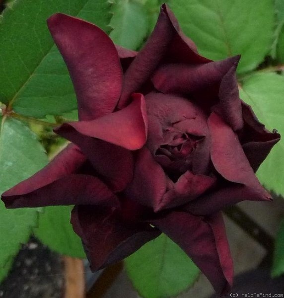 'Burgundy velvet' rose photo