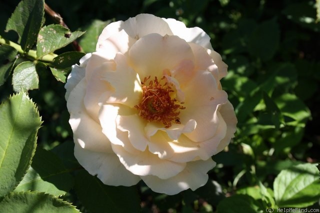 'Rokoko (shrub, Evers/Tantau, 1987)' rose photo