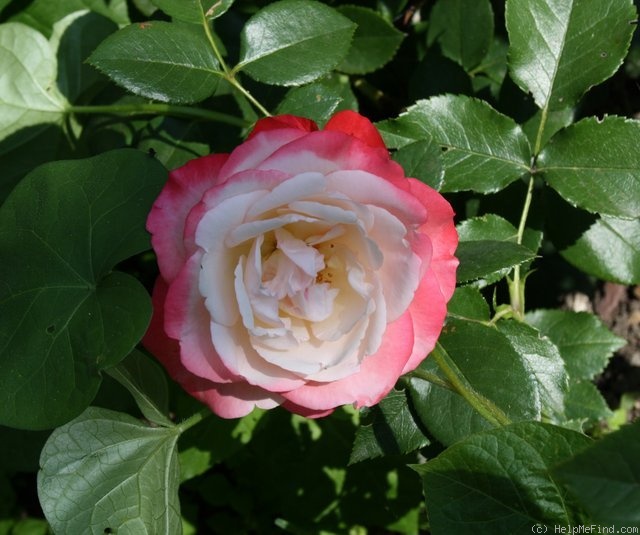 'Nostalgia (hybrid tea, Evers/Tantau, 1996)' rose photo