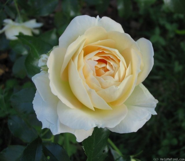 'Marie Antoinette®' Rose