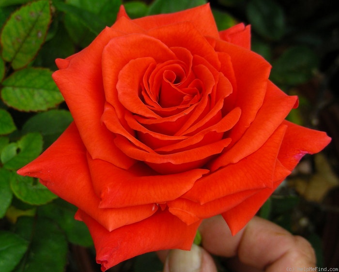 'Kanagem' rose photo