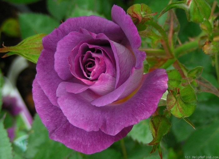 'Blue For You (Floribunda, James 2001)' rose photo
