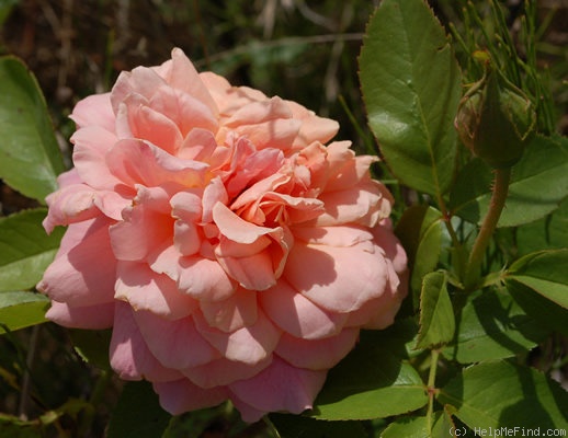 'Budateteni' rose, click to enlarge 'Budateteni' rose photo