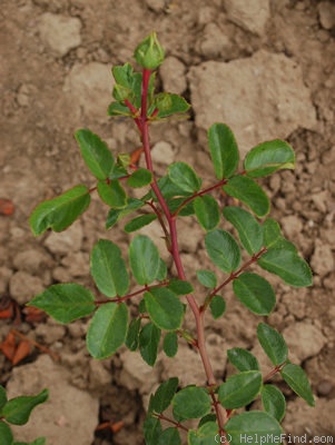 'Gräfin Esterhazy' rose photo
