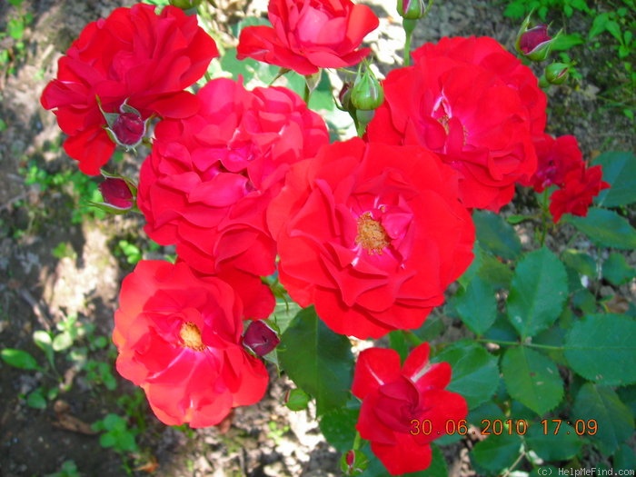 'Ingrid Weibull ®' rose photo