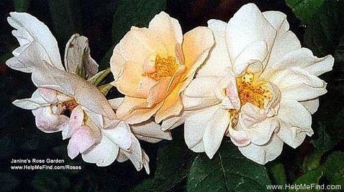 'Jacquenetta' rose photo