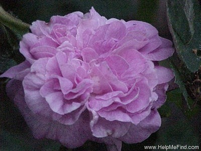 'La Maculée' rose photo