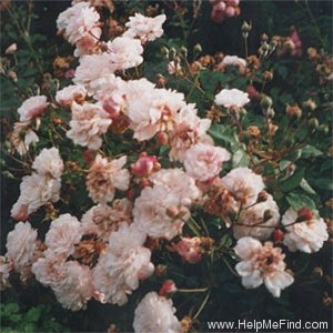 'Leander' rose photo