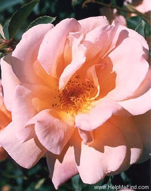 'Medallion ®' rose photo