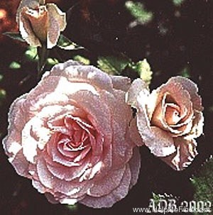 'Morden Blush' rose photo