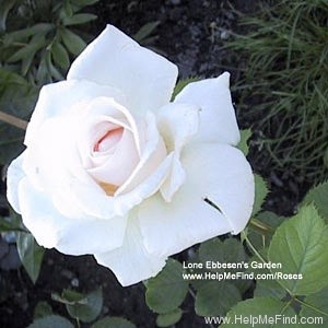 'Helena Renaissance' rose photo