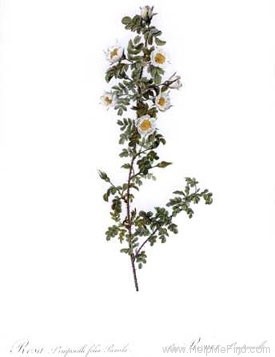 '<i>Rosa pimpinellifolia</i> 'pumila'' rose photo