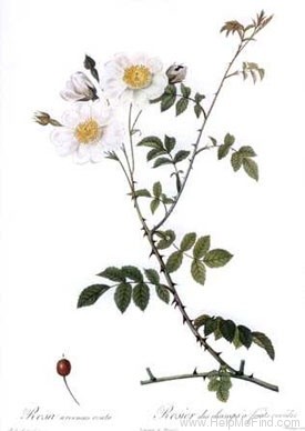 '<i>R. arvensis ovata</i>' rose photo