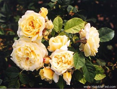 'Symphonie (shrub, Austin 1986)' rose photo