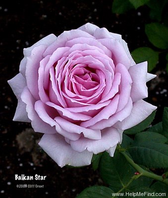'Balkan Star' rose photo