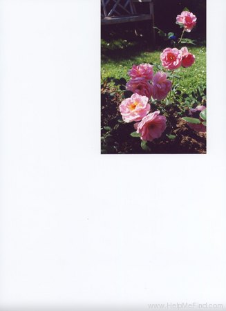 'Hero ®' rose photo