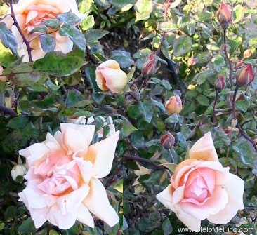 'Mrs. Arthur Robert Waddell' rose photo