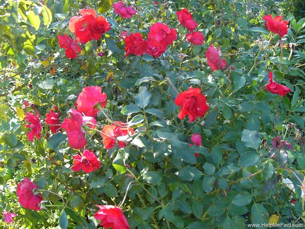 'La Sevillana ®' rose photo