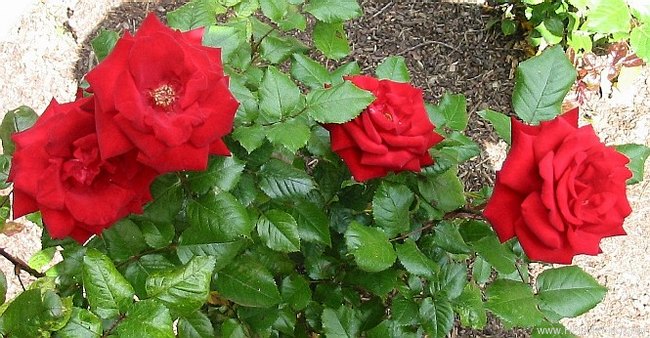 'Crimson Bouquet ™' rose photo