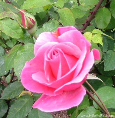 'Century Two' rose photo