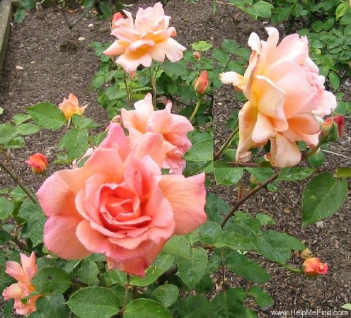 'Helen Traubel' rose photo