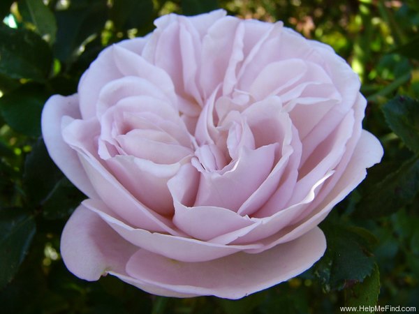 'Cymbelene' rose photo