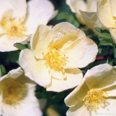 'Father Hugo's Rose' rose photo