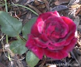 'Illona' rose photo