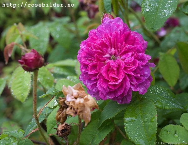'Fleurs de Pelletier' rose photo