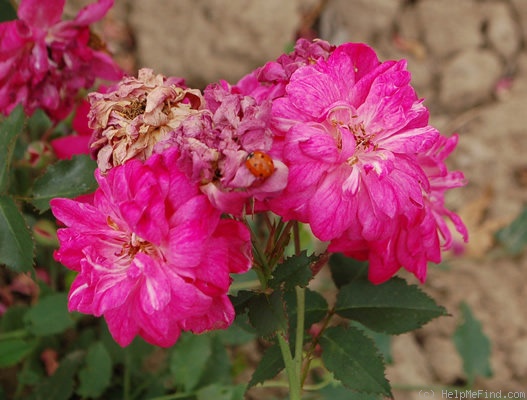 'R. chinensis semperflorens' rose photo