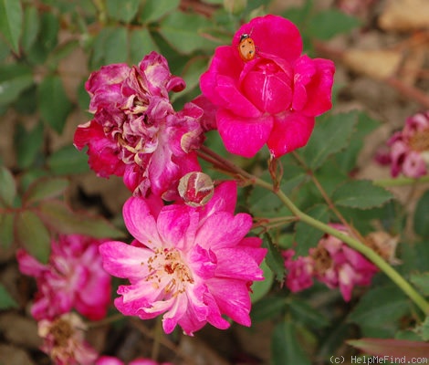 'R. chinensis semperflorens' rose photo