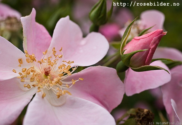 'Roseromantic ® (floribunda, Kordes, 1984)' rose photo