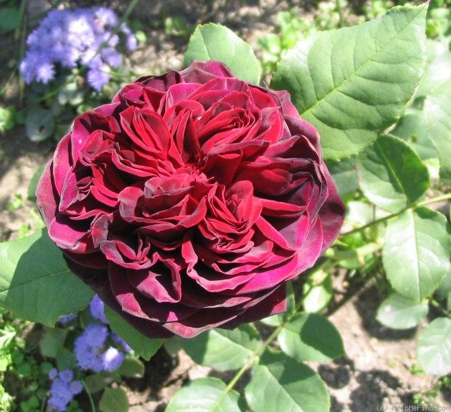 'Astrid Gräfin von Hardenberg' rose photo
