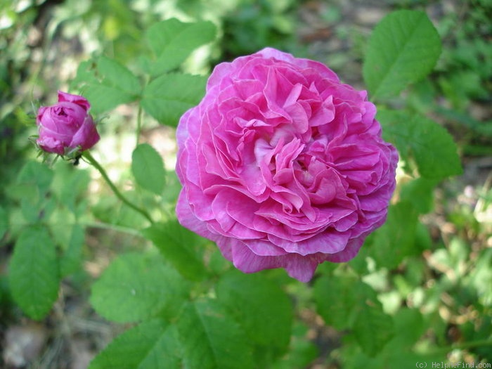 'Bacchante' rose photo