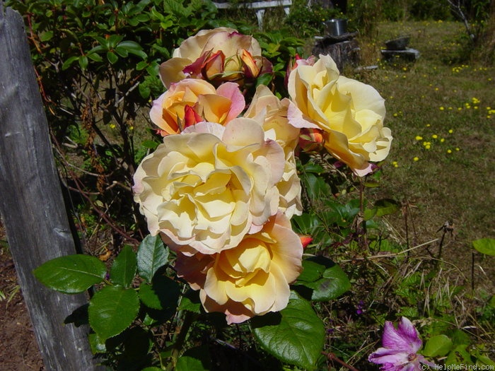 'Royal Pageant' rose photo