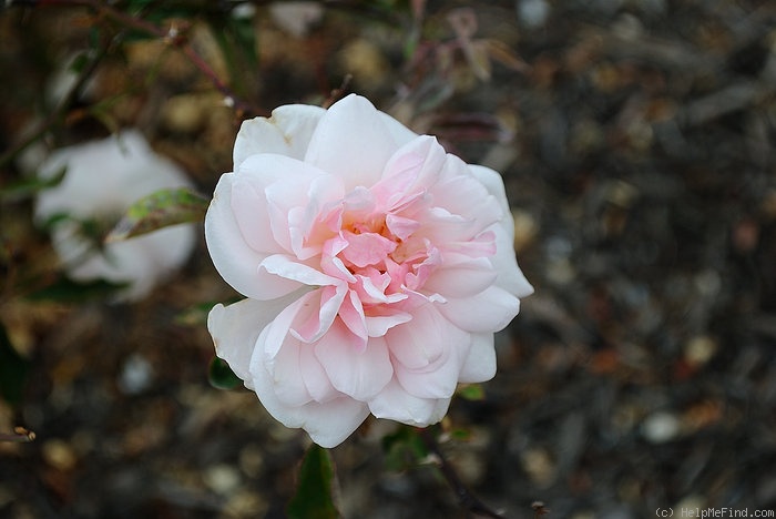 'Cels Multiflora' rose photo