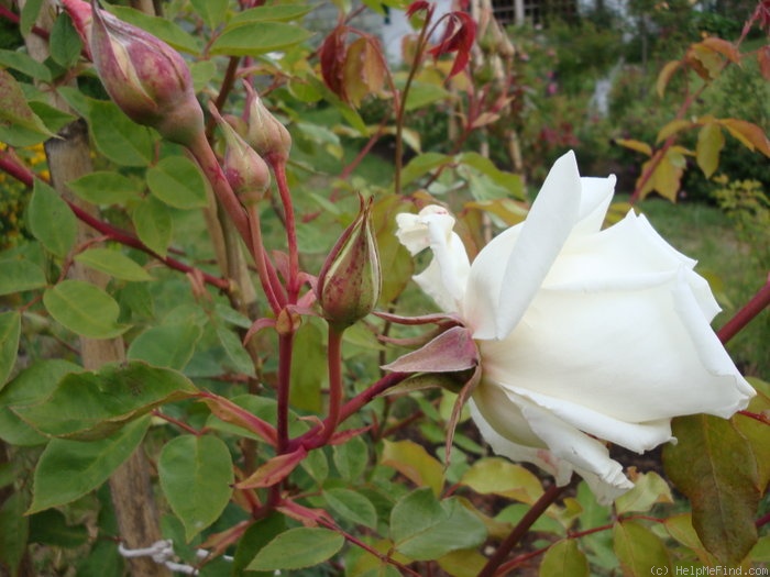 'Mrs. Herbert Stevens, Cl.' rose photo