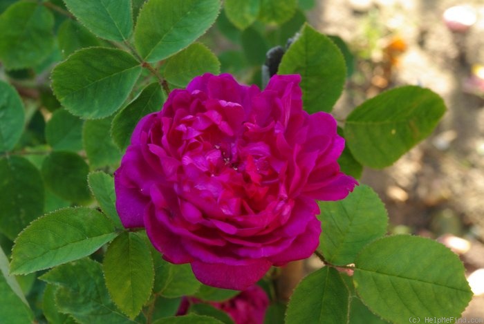 'Eugénie Guinoisseau (moss, Guinoisseau, 1864)' rose, click to enlarge 'Eugénie Guinoisseau (moss, Guinoisseau, 1864)' rose photo