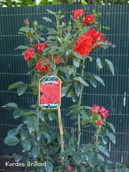 'Kordes' Brillant (Shrub, Kordes, 1983)' rose photo