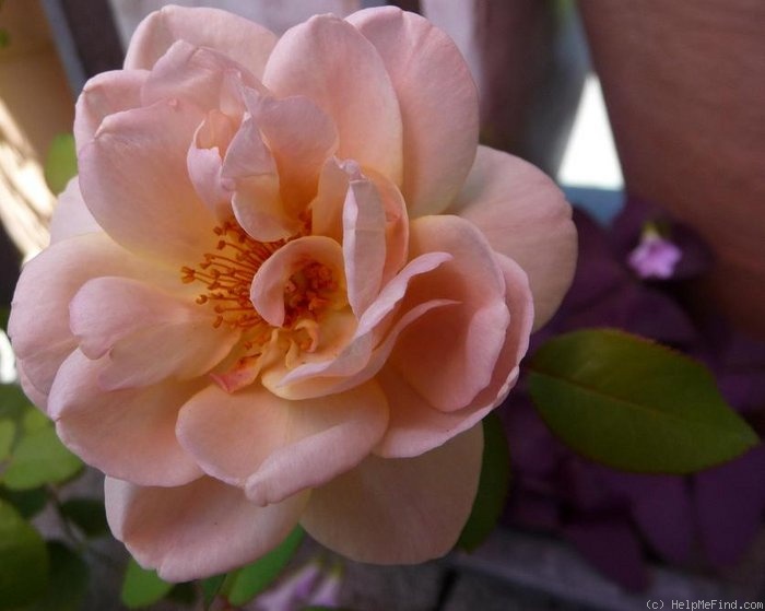 'Laika (shrub, Reister 2009)' rose photo