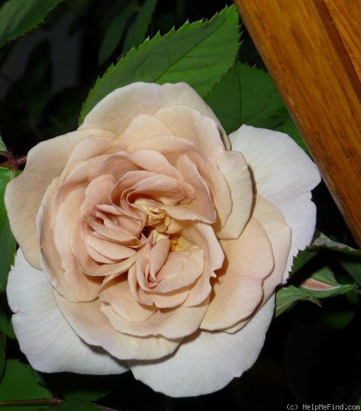 'Laika (shrub, Reister 2009)' rose photo